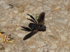 Walkeromyia plumipes