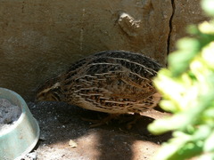 Coturnix japonica