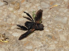 Walkeromyia plumipes