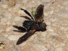 Walkeromyia plumipes