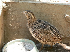 Coturnix japonica