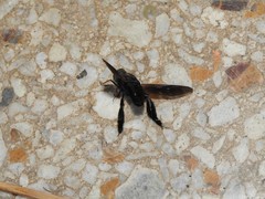 Walkeromyia plumipes