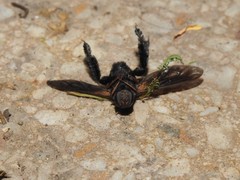 Walkeromyia plumipes