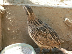 Coturnix japonica