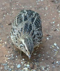 Coturnix japonica
