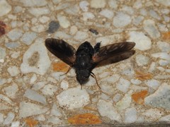 Walkeromyia plumipes