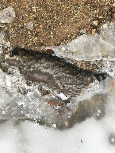 Common Raccoon photographed in Connecticut