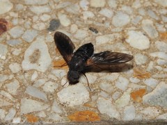 Walkeromyia plumipes