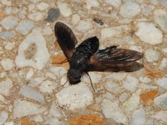 Walkeromyia plumipes