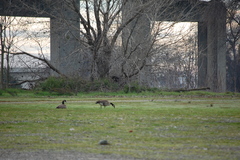 Branta canadensis