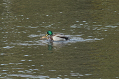Anas platyrhynchos