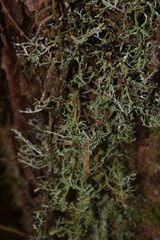 Sphaerophorus venerabilis