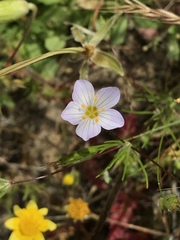Leptosiphon liniflorus