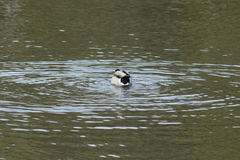 Anas platyrhynchos