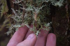 Sphaerophorus venerabilis