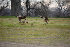 Branta canadensis