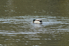 Anas platyrhynchos