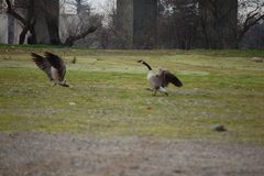 Branta canadensis