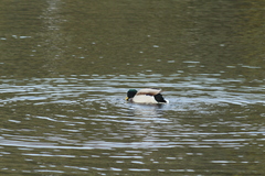 Anas platyrhynchos