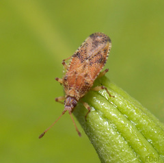 Trachypeplus chinensis