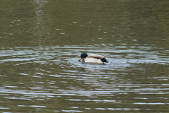 Anas platyrhynchos