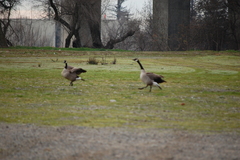 Branta canadensis
