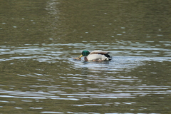 Anas platyrhynchos