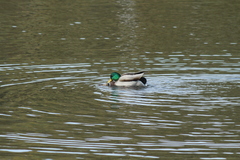 Anas platyrhynchos