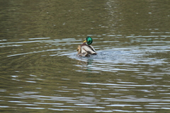Anas platyrhynchos