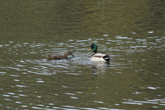 Anas platyrhynchos