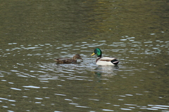 Anas platyrhynchos
