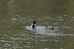 Anas platyrhynchos