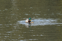 Anas platyrhynchos