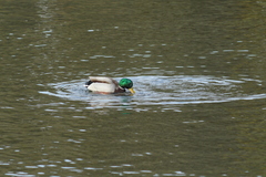 Anas platyrhynchos