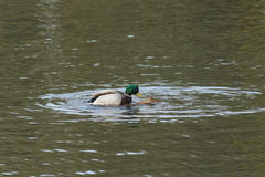 Anas platyrhynchos