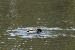 Anas platyrhynchos
