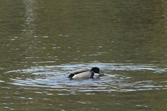 Anas platyrhynchos