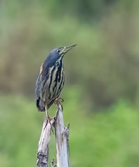 Ixobrychus sturmii
