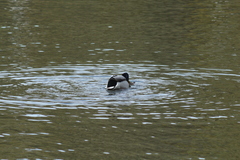 Anas platyrhynchos