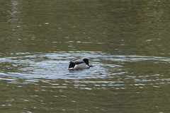 Anas platyrhynchos