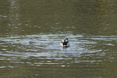 Anas platyrhynchos