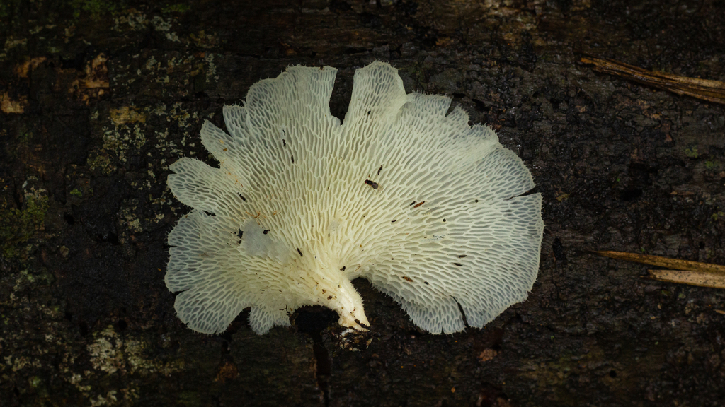 Favolus brasiliensis · January 2022 · photo: © deniszabin (iNaturalist, cc-by)