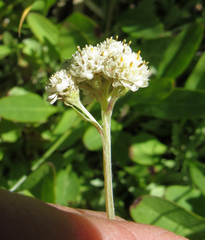 Antennaria racemosa