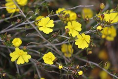 Hibbertia lineata