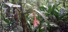 Billbergia morelii, photograph (c) Carlos Otávio Gussoni, some rights reserved (CC BY)