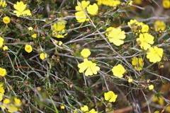 Hibbertia lineata