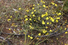 Hibbertia lineata