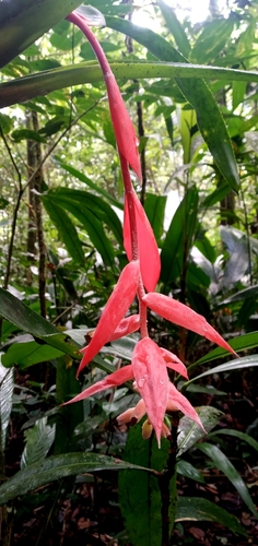 Billbergia morelii, photograph 3