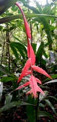 Billbergia morelii, photograph (c) Carlos Otávio Gussoni, some rights reserved (CC BY)