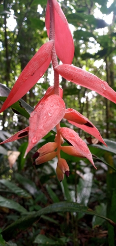 Billbergia morelii, photograph 4